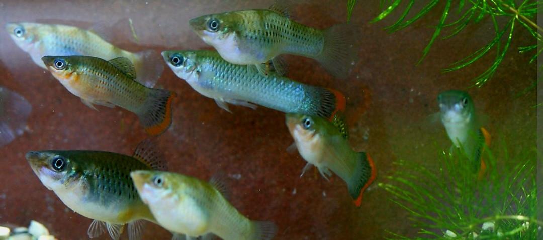 Poecilia Mexicana levendbarende