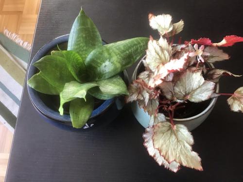 2 mooie kamerplanten