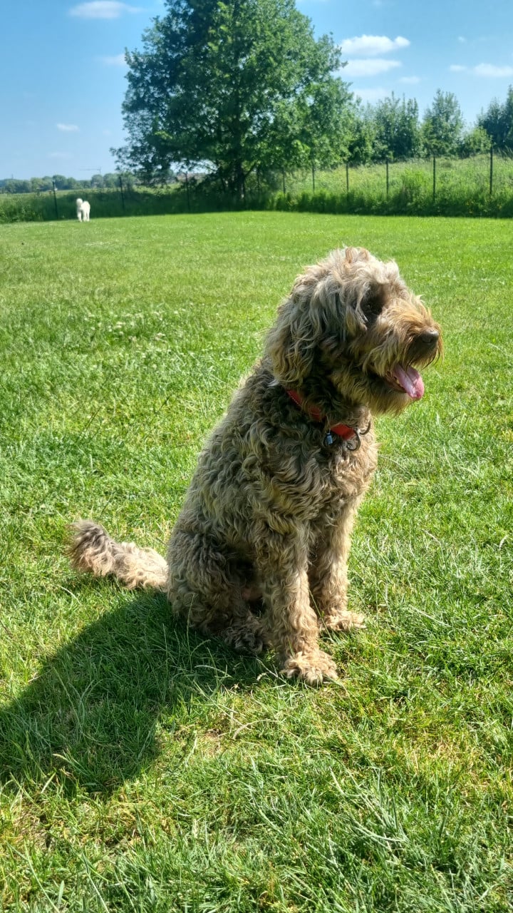 Binnenkort beschikbaar labradoodles