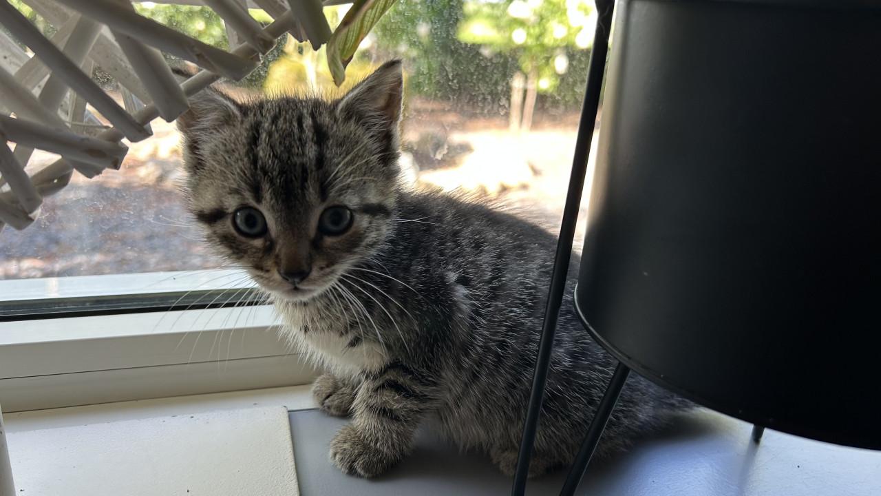 Kitten (meisje)
