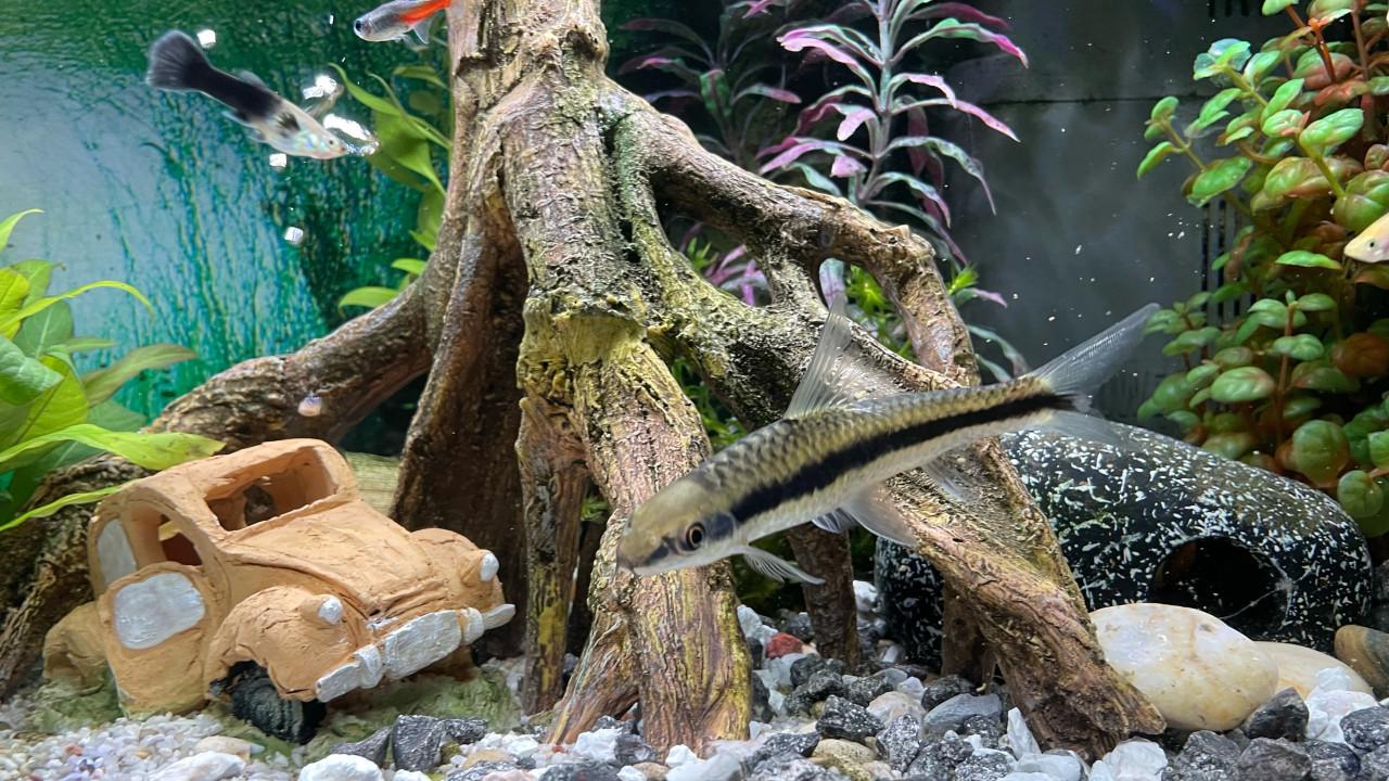 Siamese algeneter plm 10cm