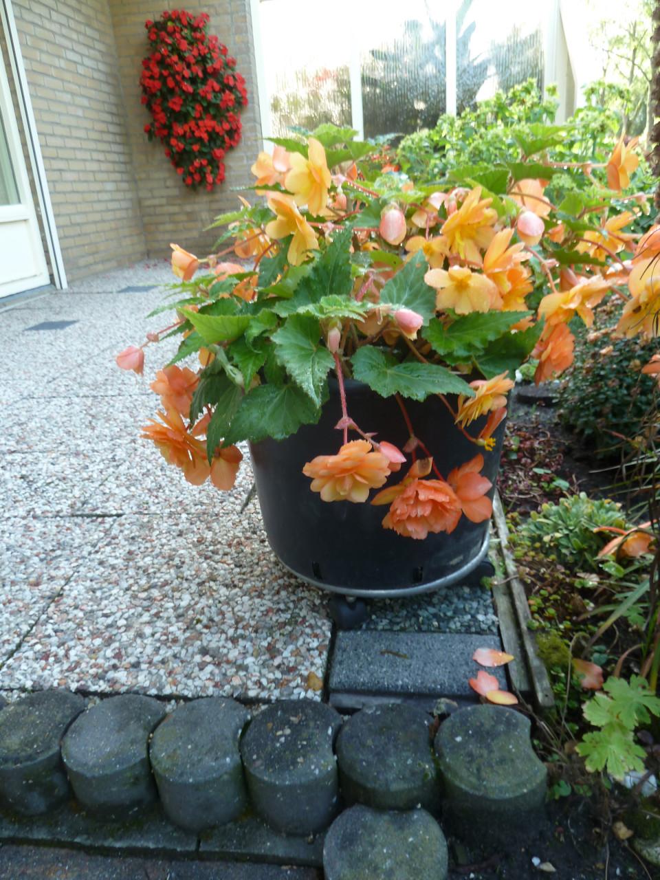 MOOIE BLOEIENDE KNOLBEGONIA