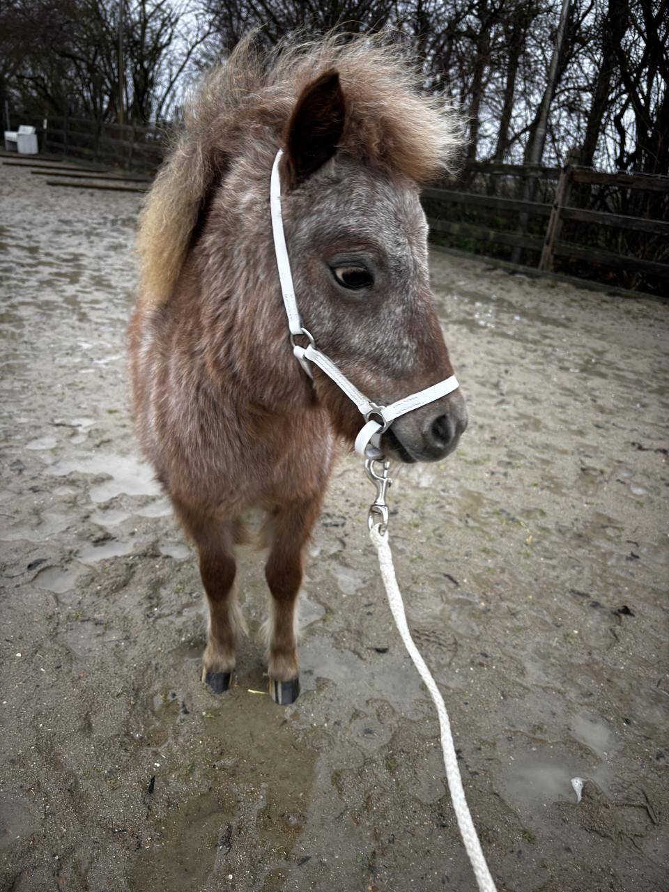 Verzorger gezocht voor mini pony’s 🐴