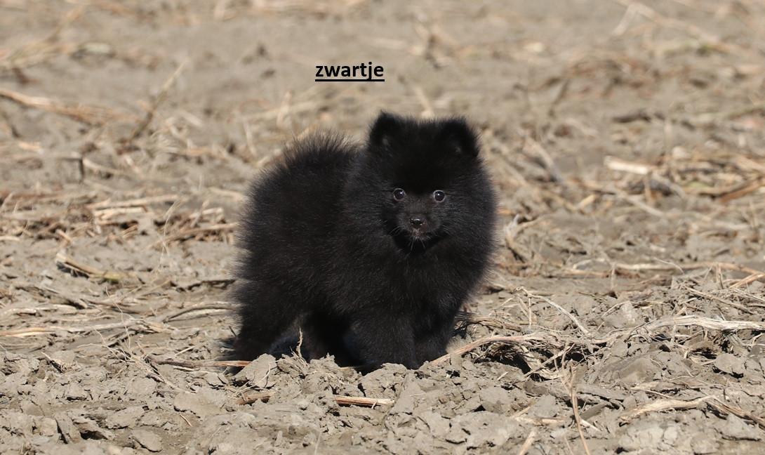 Pomeriaan pups ( teefjes )