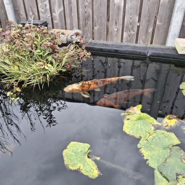 Showa koi