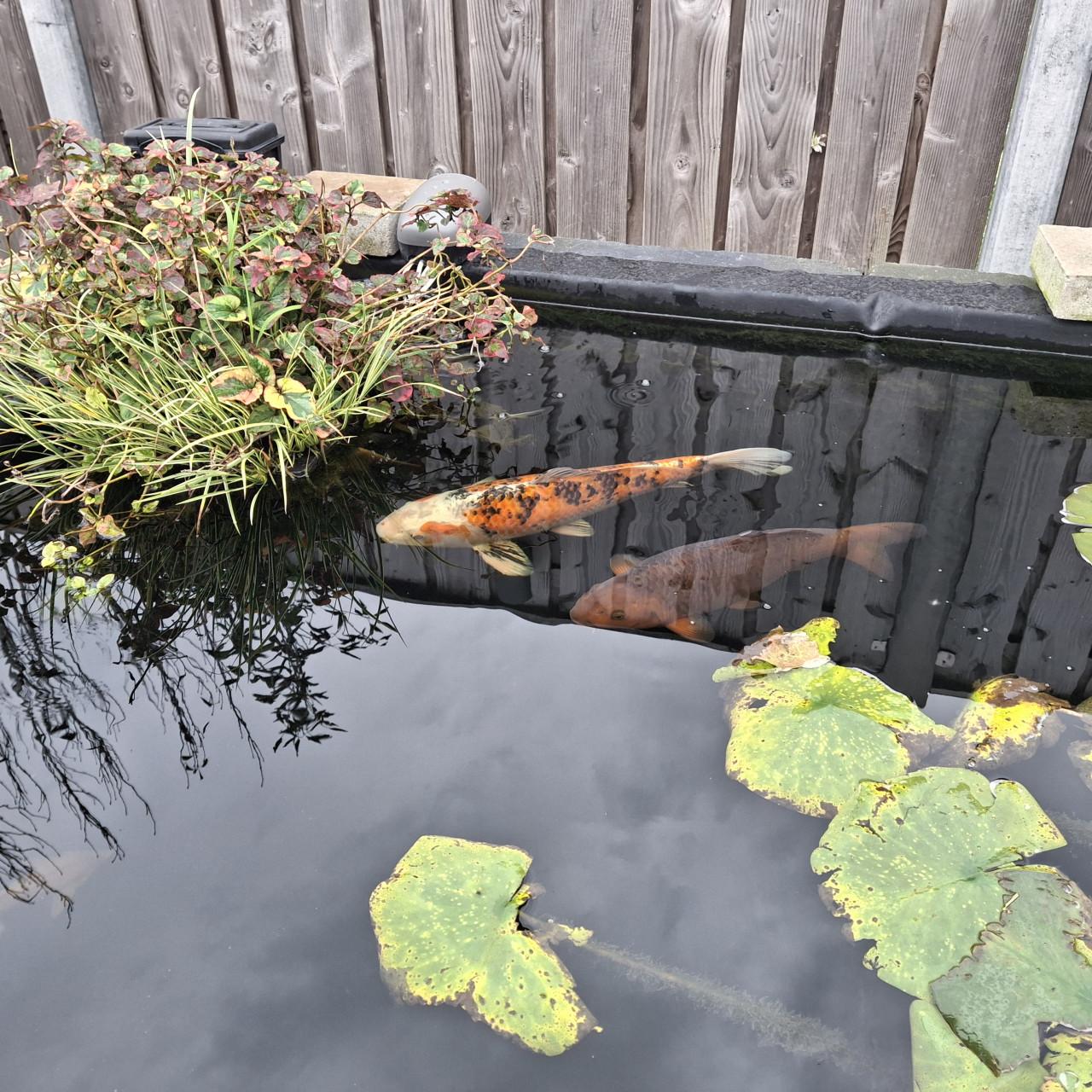 Showa koi