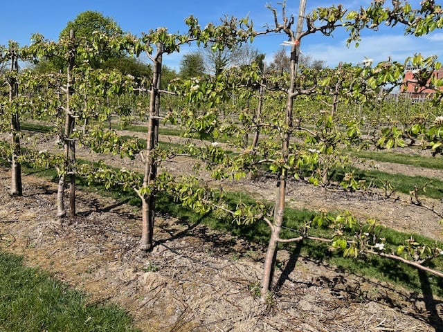 Fruitbomen in leivorm / Leibomen / Peer (Voorverkoop)