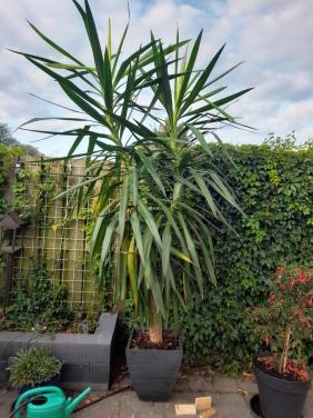 Kamerplant, Mooie grote yucca plant