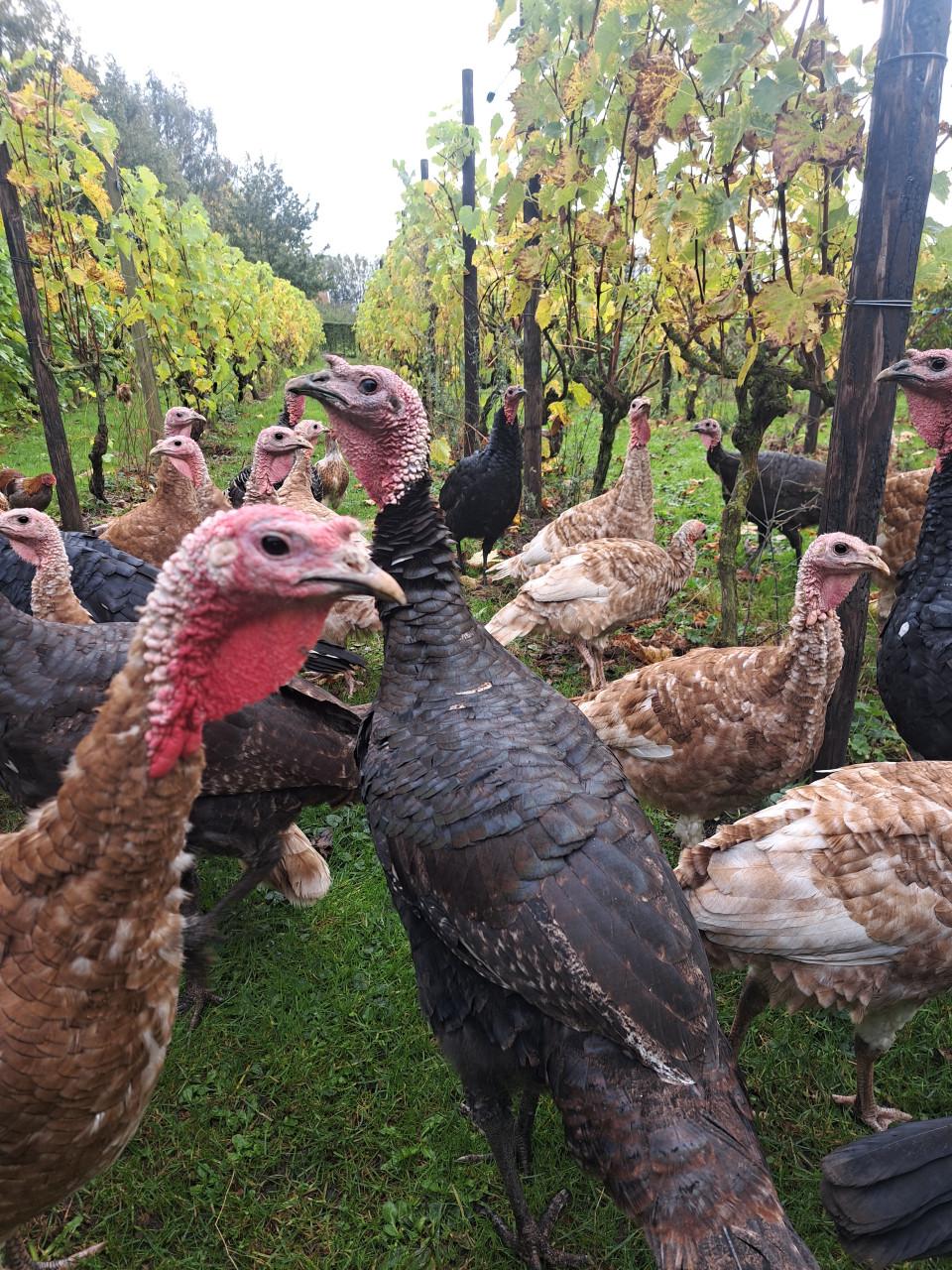 Rode Ardenner Kalkoenen
