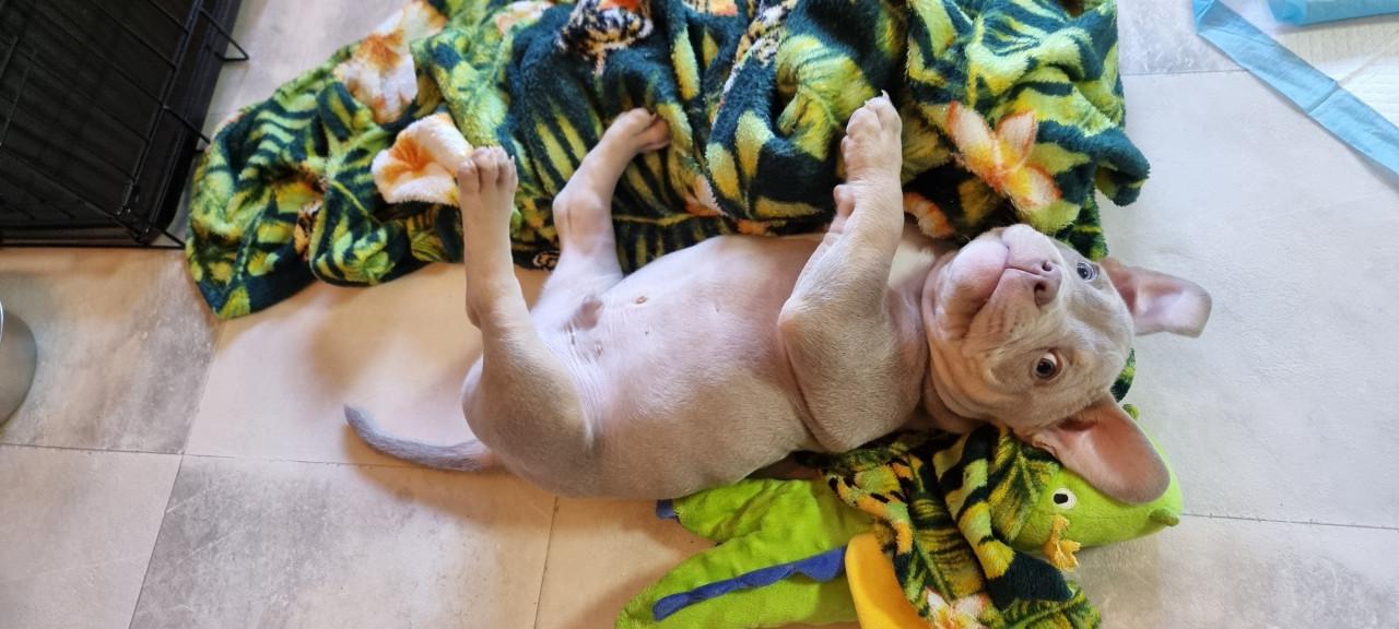 Micro extreem bully pup met stamboom mag verhuizen
