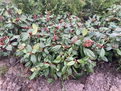 Viburnum tinus/davidii