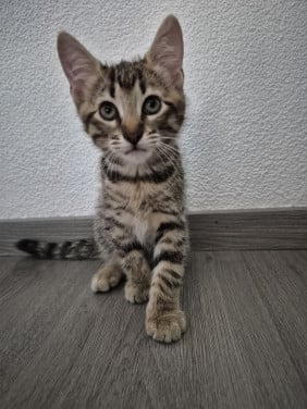 Kittens