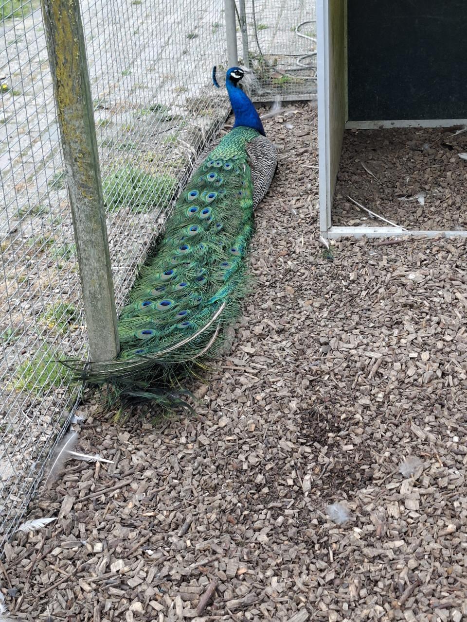 Blauwe pauwen, hennen en hanen