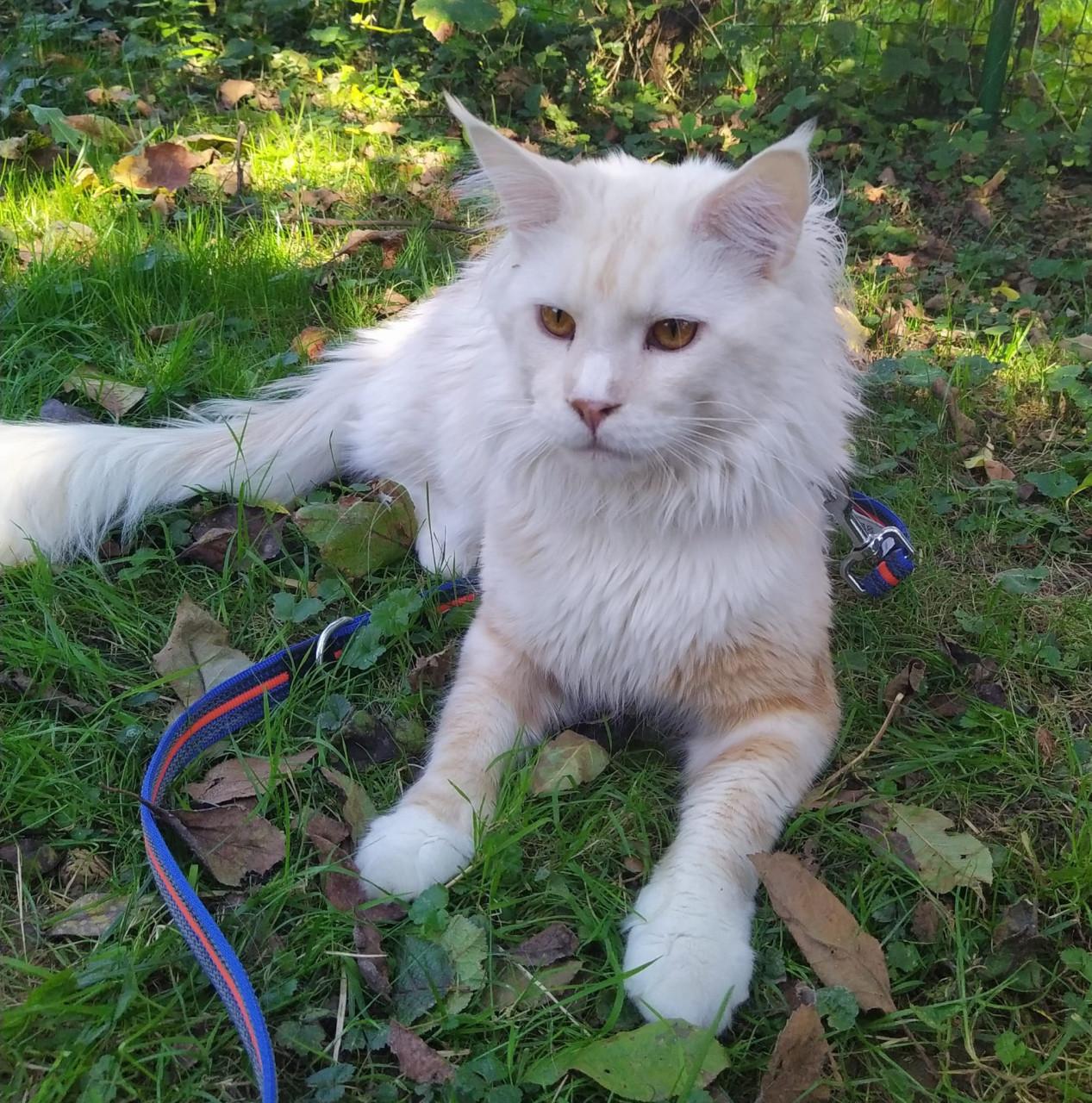 Maine coon kittens met stamboom