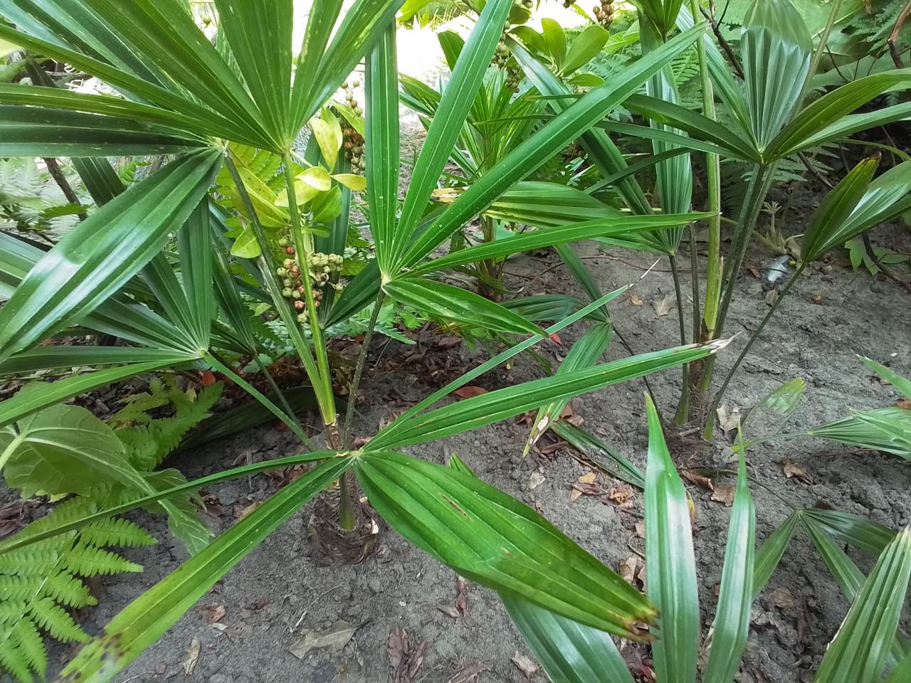 Jonge Trachycarpus Fortunei voor (h)eerlijke prijs.