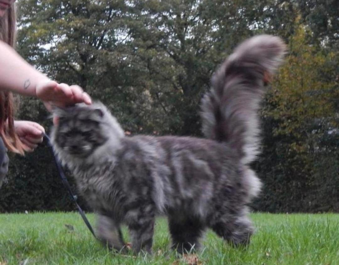 Maine coon dekkater (niet te koop)