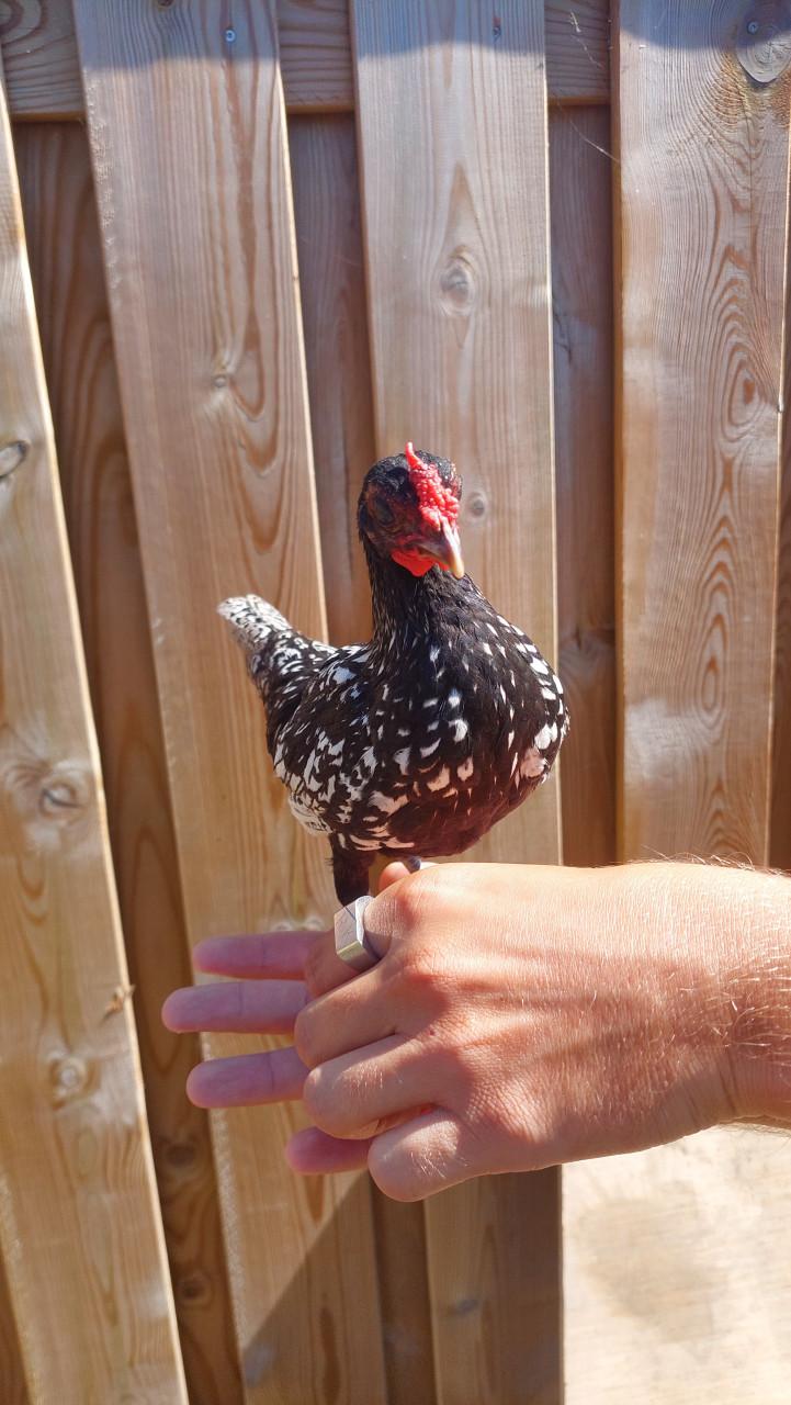 1 hen en 4 hanen zoeken een huisje!