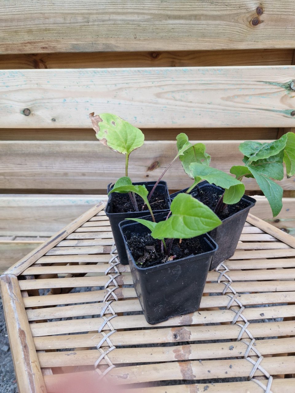 Laatste zelfgekweekte plantjes €1,- per stuk 3 voor €2,50
