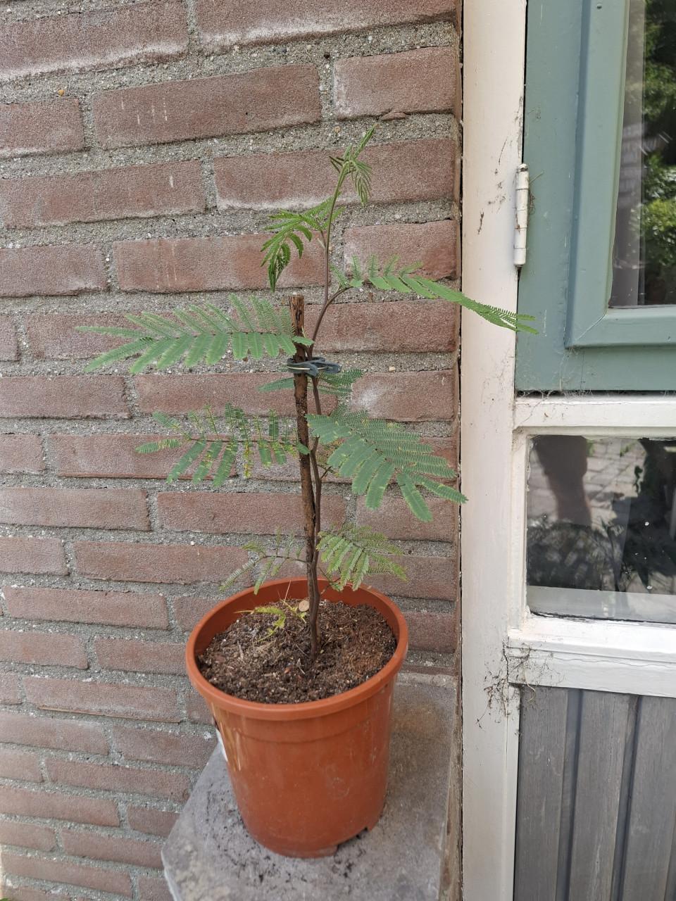 Jonge Acacia