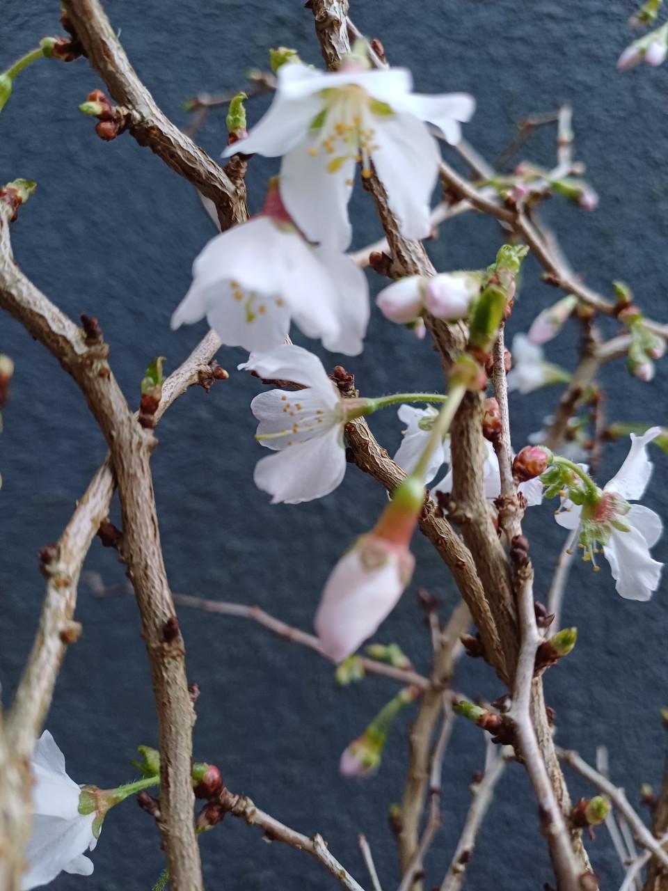 Zin in de LENTE? Prachtig PRUNUS struikje incl. buitenpot