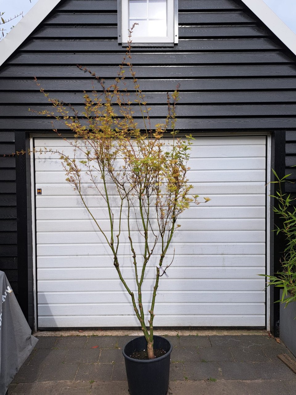Acer palmatum 'Higasayama Japanse esdoorn boom