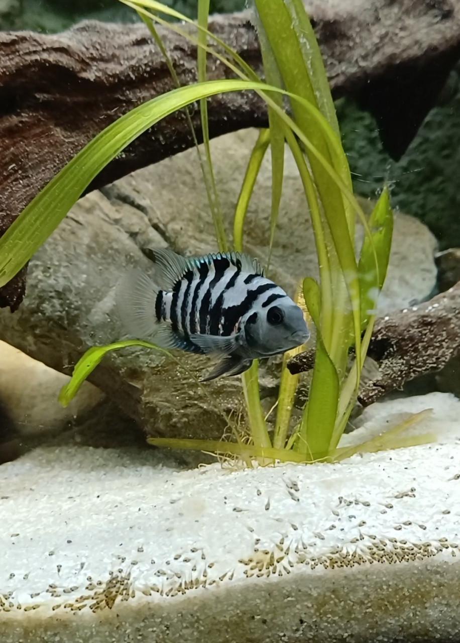Jonge zebra cichlides