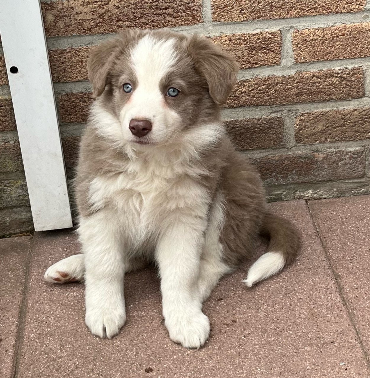 Border collie puppies