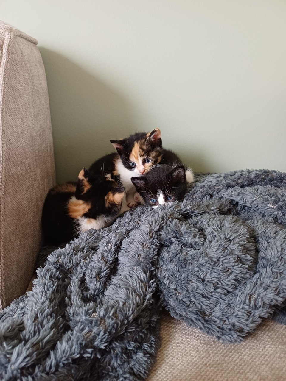 Kittens