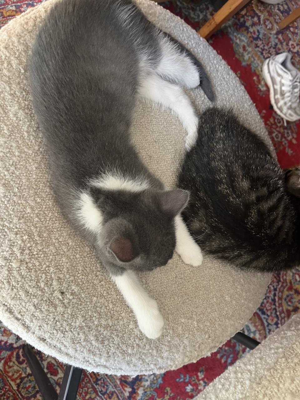 Kittens