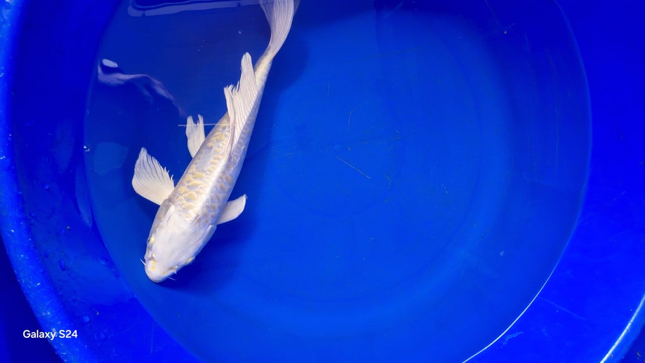 Mooi japanse koi30-40cm