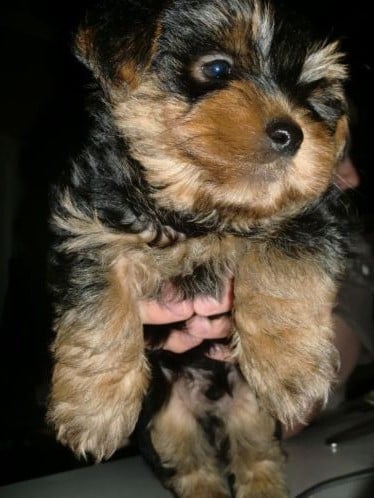 Pup teefje Yorkshire Terrier ruim 8 weken oud mag nu weg