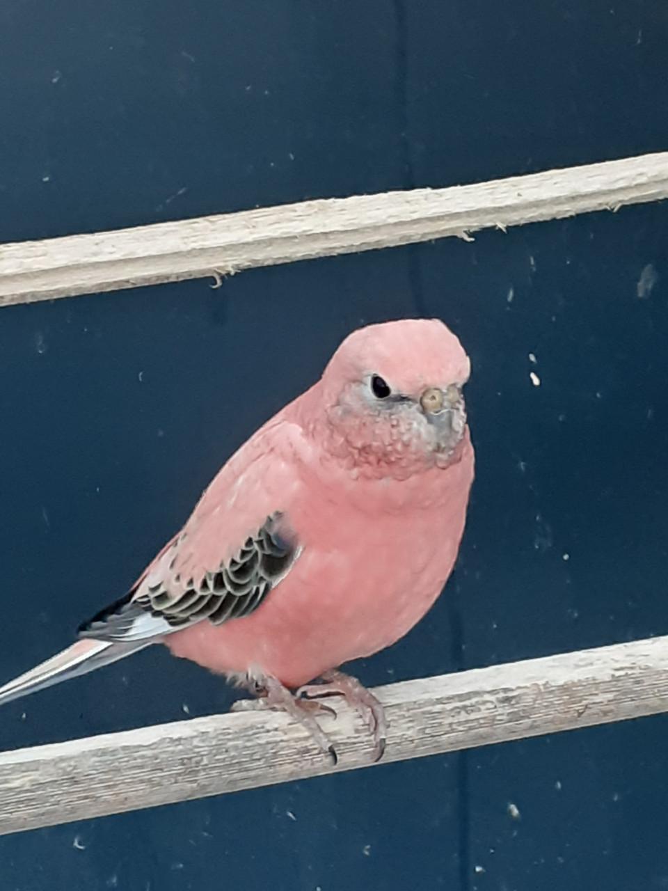 Roze bourkesman van 2025