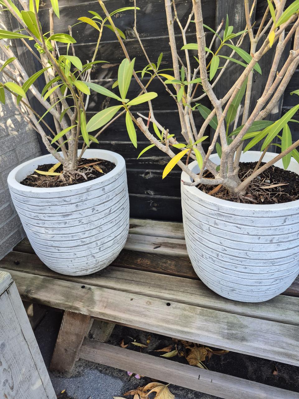 Roze Oleanders in pot