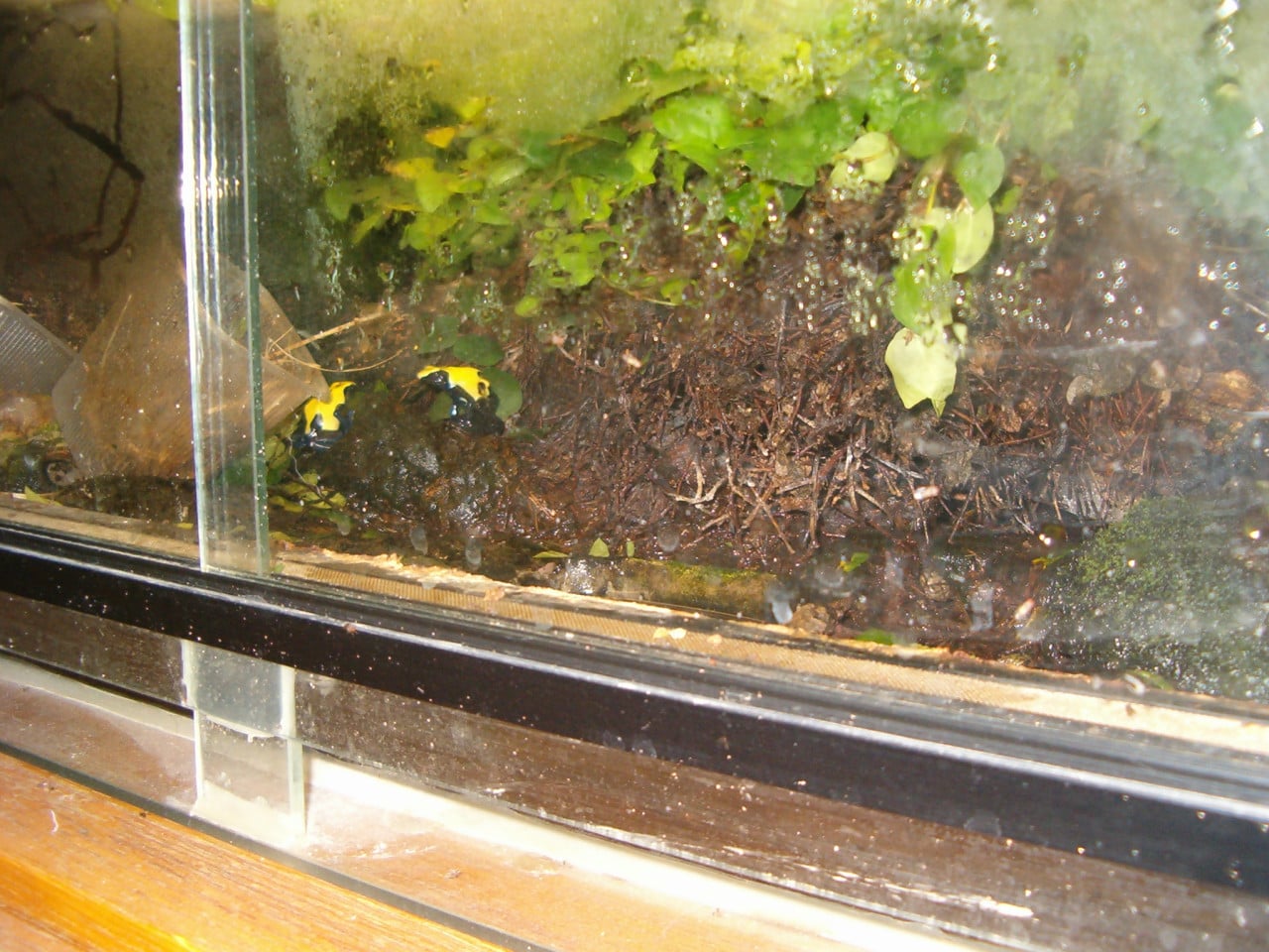 Terrarium L 86 cm Hoog 30 cm Diep 45 cm