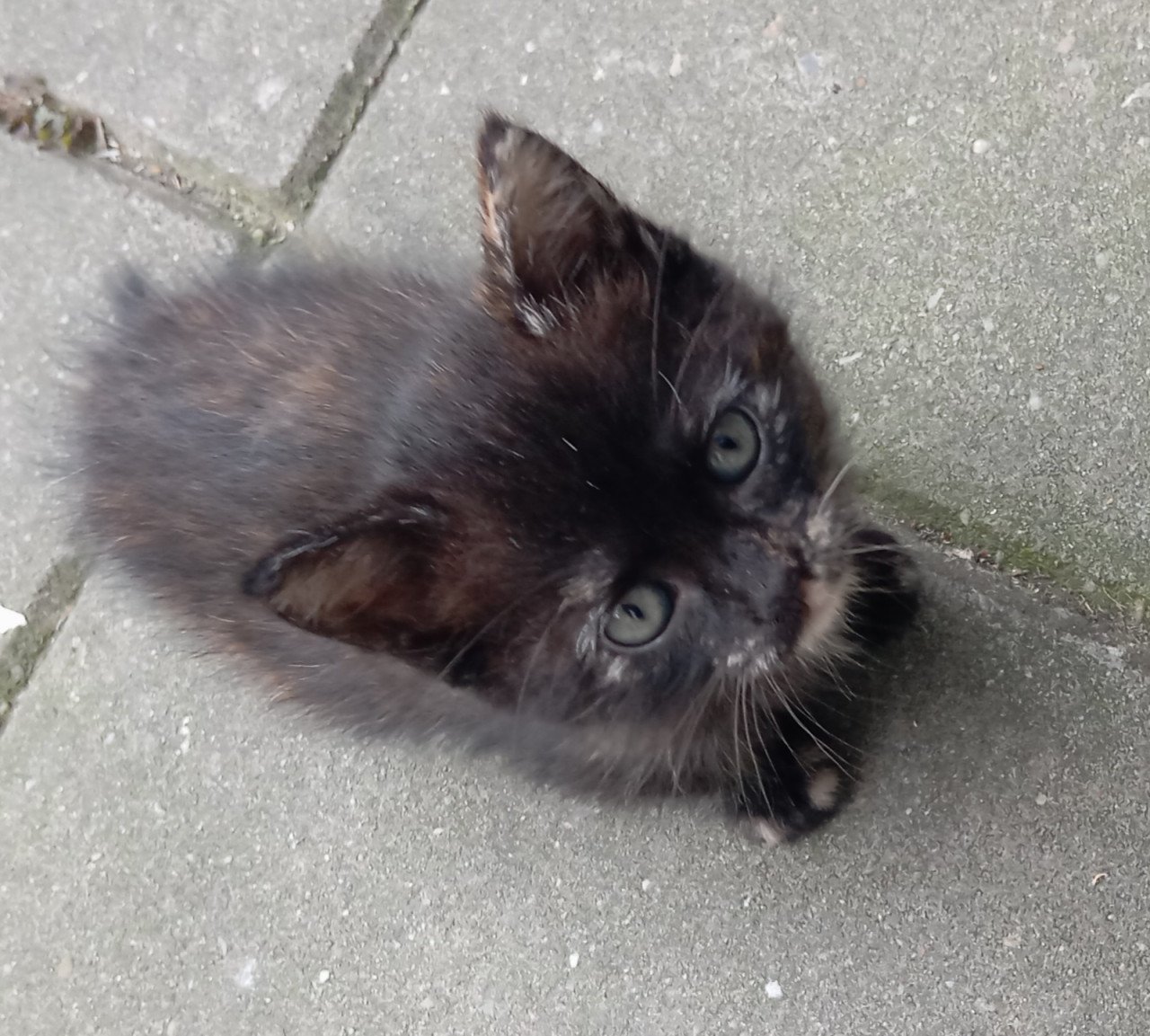 Kittens