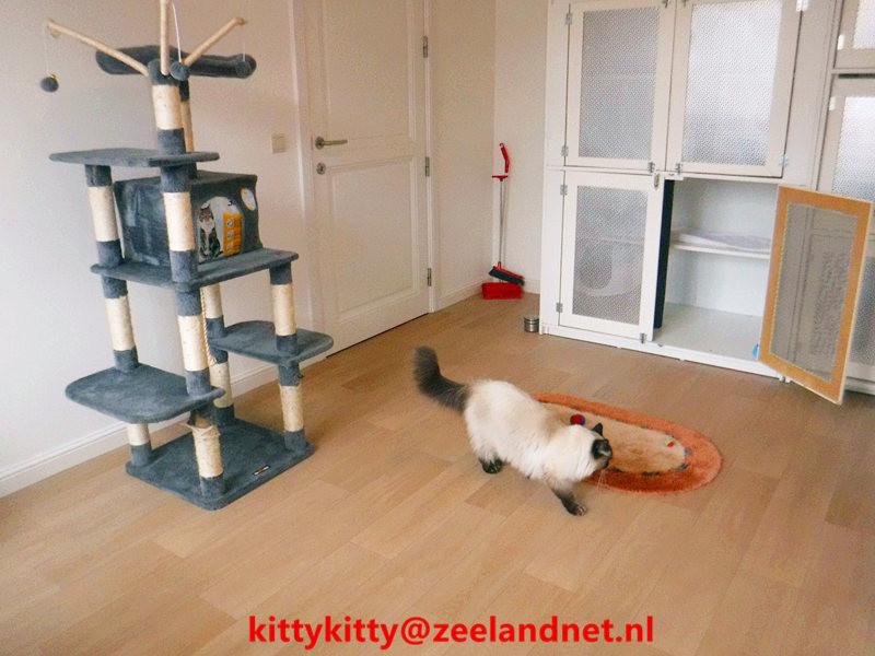 Kattenhotel Kitty Kitty, in Axel