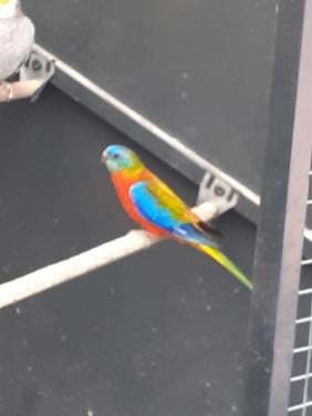 Turquoisineparkieten