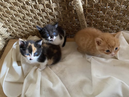 3 snoezige kittens