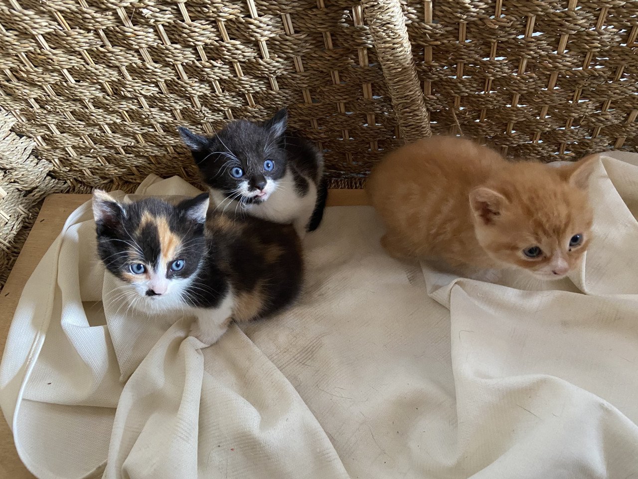 3 snoezige kittens