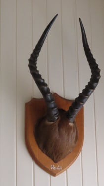 Nyala (Antilope horens op houten plank)