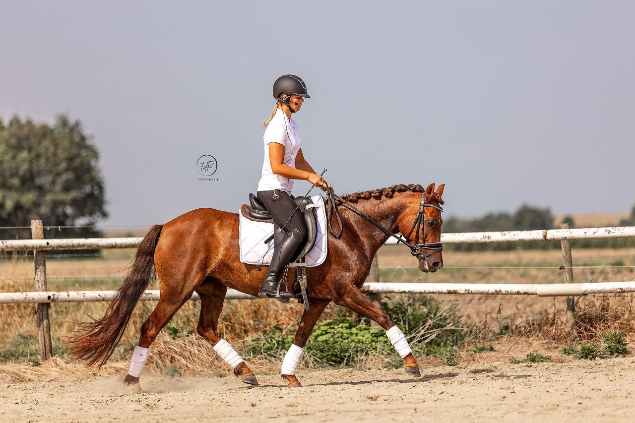 Knappe d pony