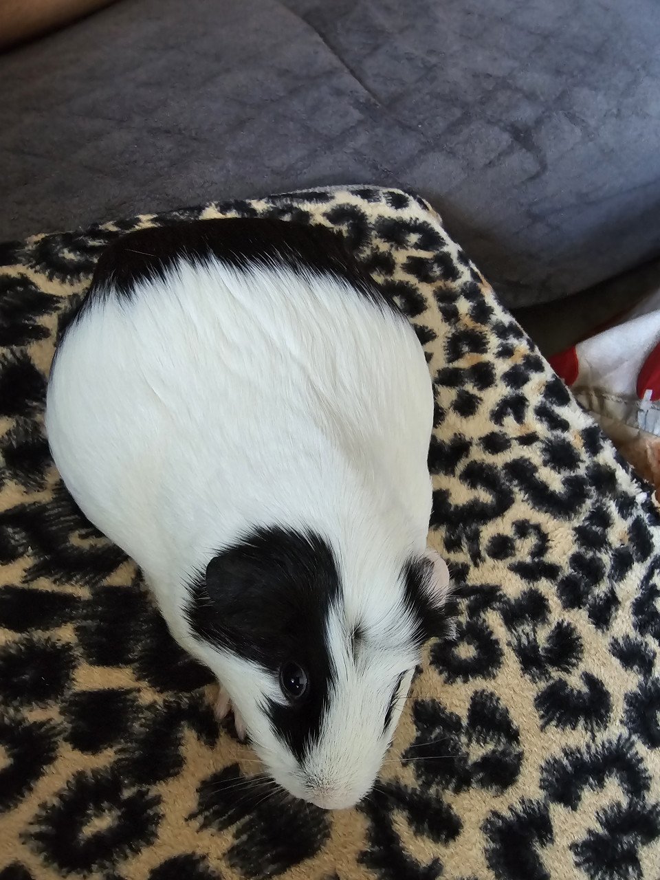 Cavia