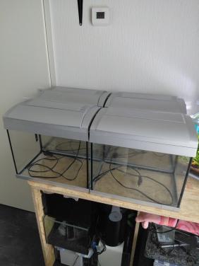 4 dezelfde aquarium,s