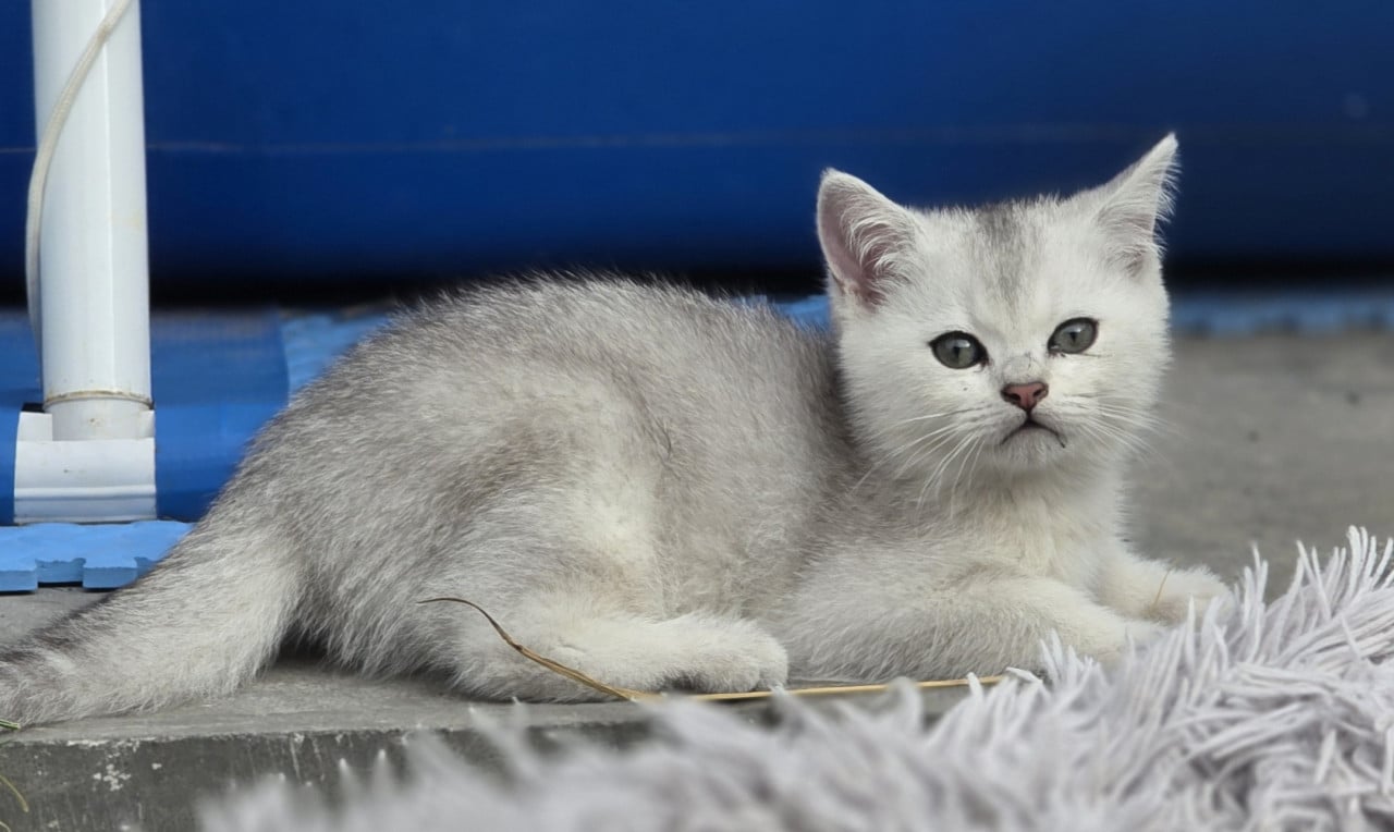 Brits korthaar Black silver shaded kitten
