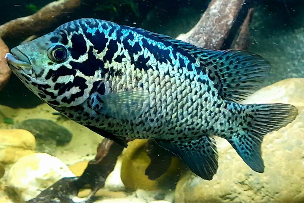 Aquariumvissen Cuba cichlide