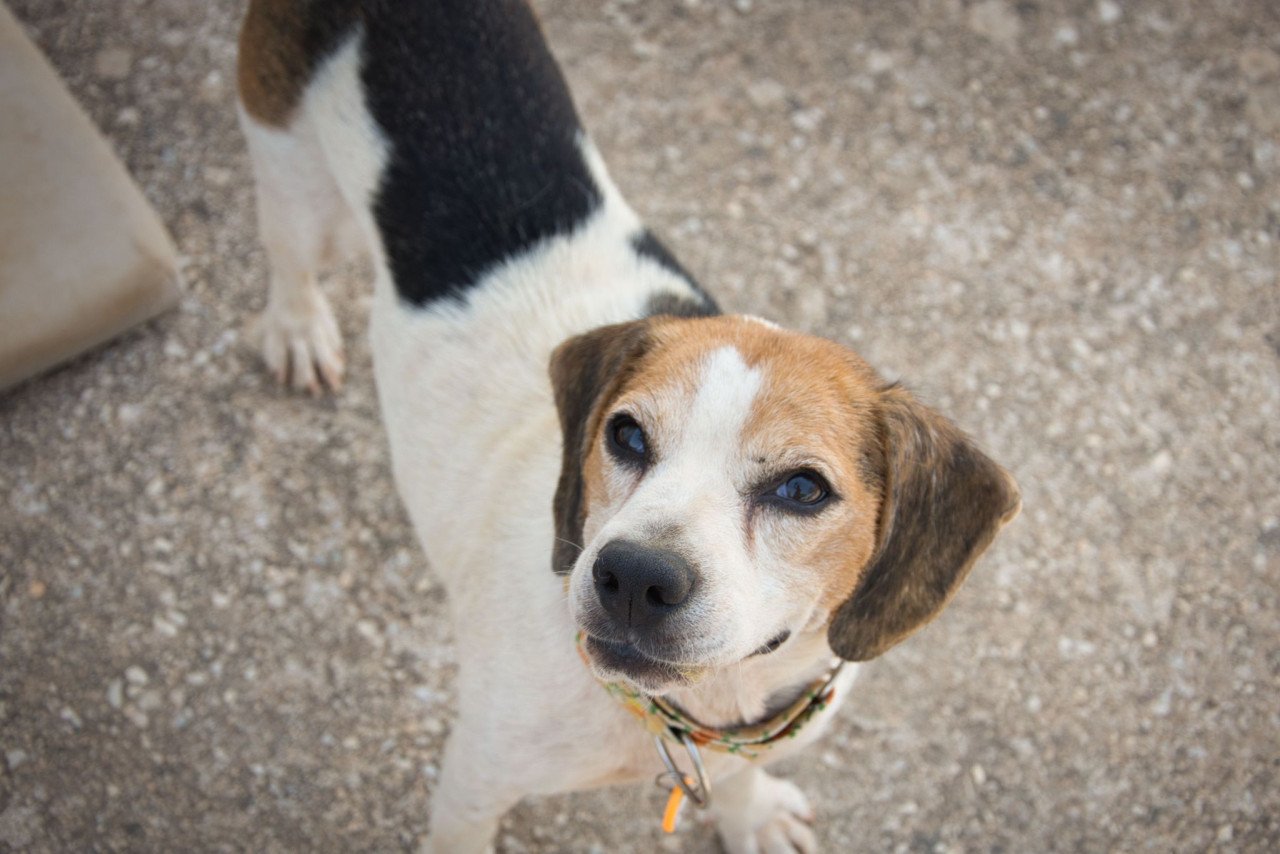 Superlieve Beagle Betsy zoekt een heel lief baasje!