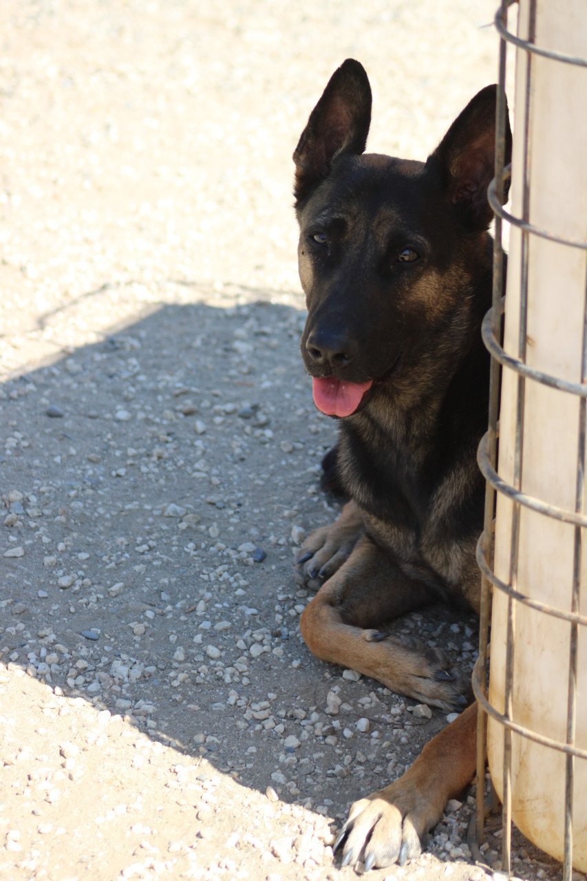 Alora Dog Rescue: Leo wacht al zo lang