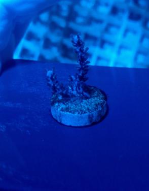 Antillorgia Acerosa Gorgoon