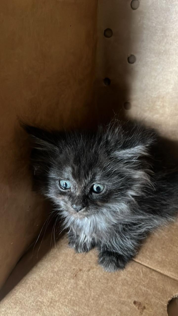 Maincoons kittens te koop