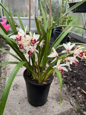 Cymbidium-planten